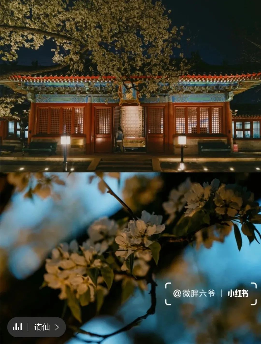 一到春天就美如画的古寺，花比香火旺，看完想出家