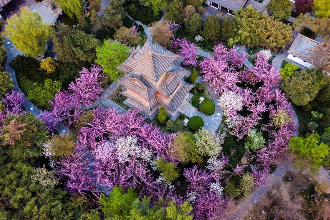 一到春天就美如画的古寺,花比香火旺,看完想出家-微信头条网 一到春天就美如画的古寺,花比香火旺,看完想出家