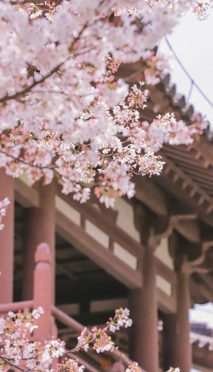 一到春天就美如画的古寺,花比香火旺,看完想出家-微信头条网 一到春天就美如画的古寺,花比香火旺,看完想出家