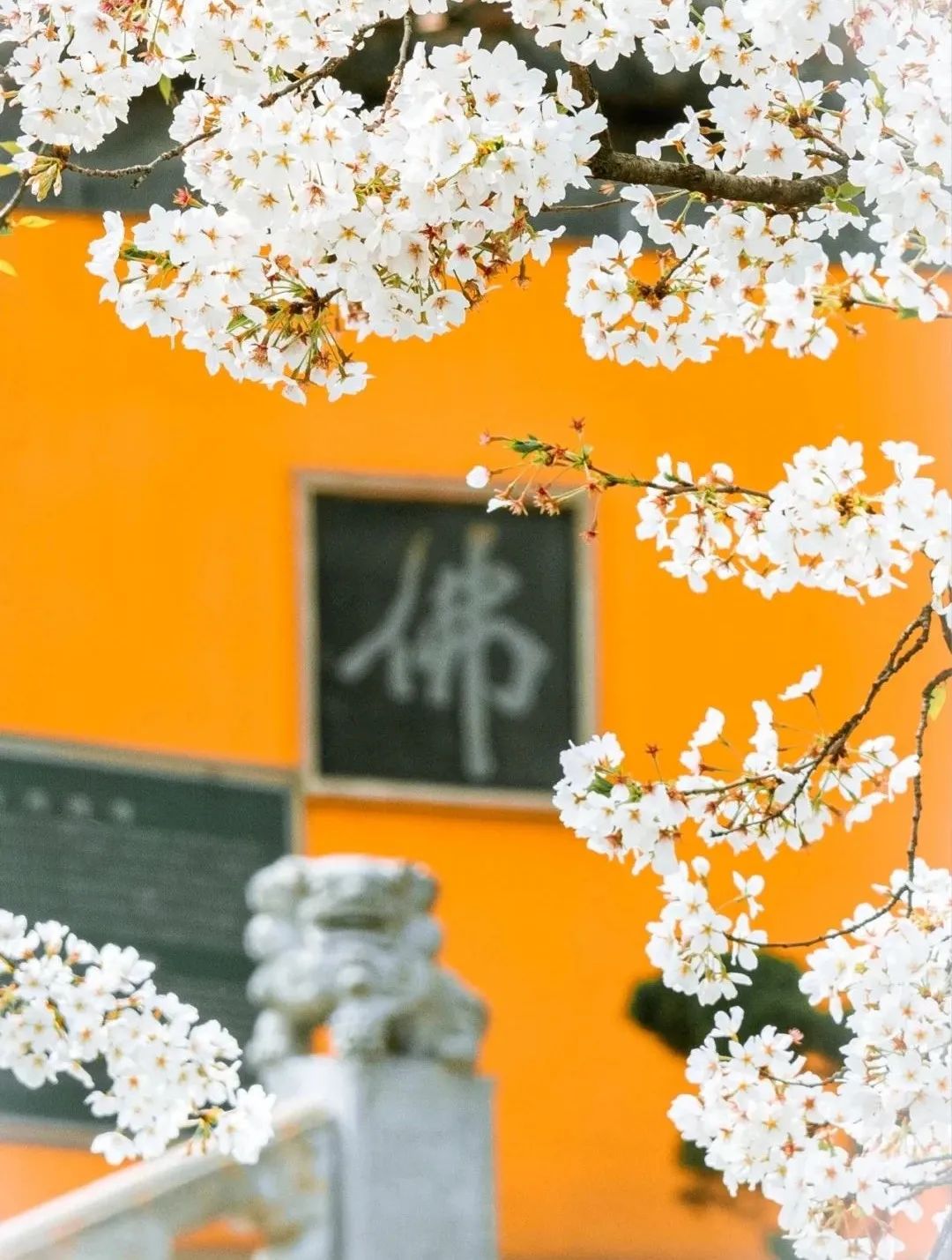 一到春天就美如画的古寺，花比香火旺，看完想出家