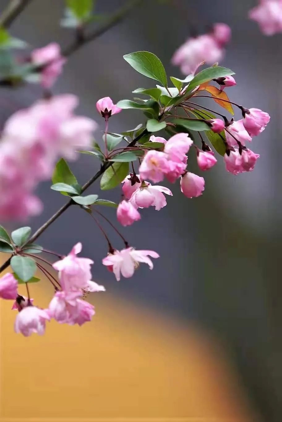 一到春天就美如画的古寺,花比香火旺,看完想出家-微信头条网 一到春天就美如画的古寺,花比香火旺,看完想出家