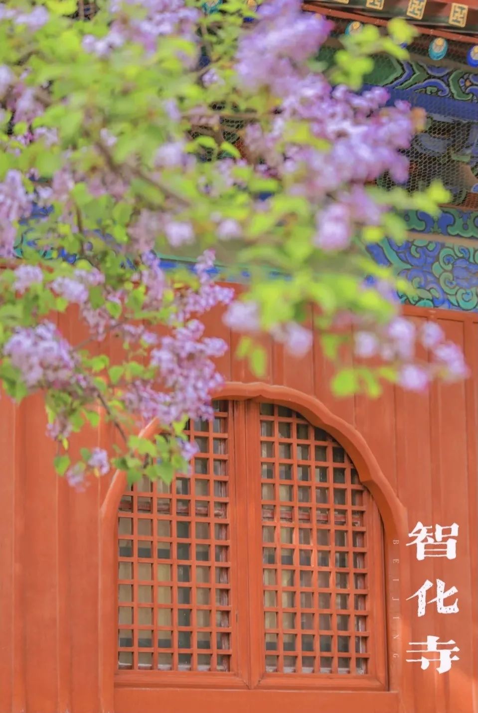 一到春天就美如画的古寺,花比香火旺,看完想出家-微信头条网 一到春天就美如画的古寺,花比香火旺,看完想出家