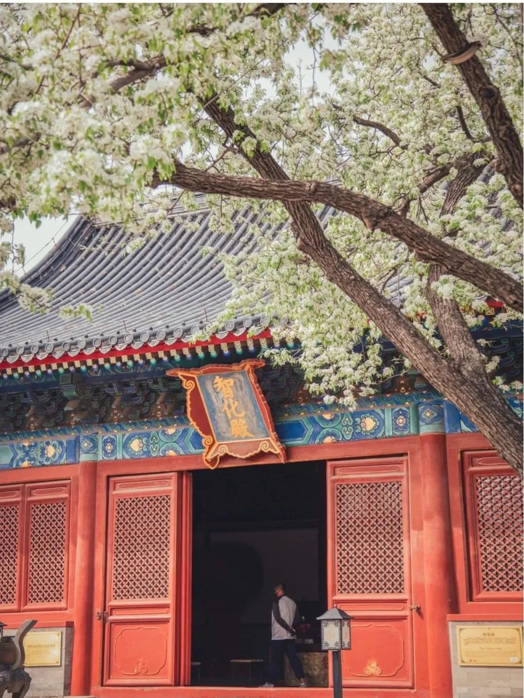 一到春天就美如画的古寺，花比香火旺，看完想出家