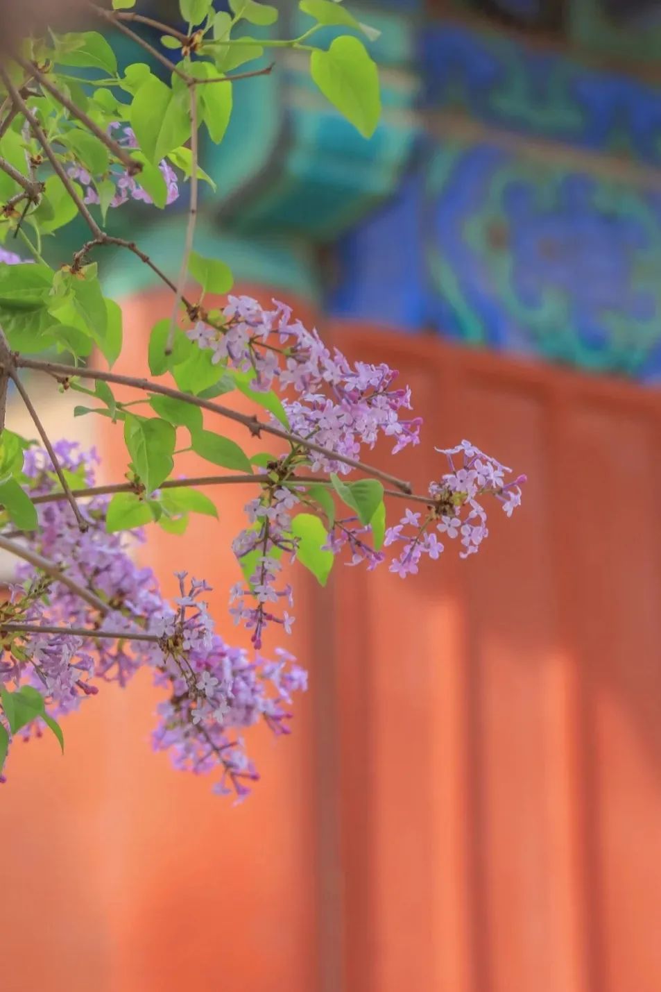 一到春天就美如画的古寺，花比香火旺，看完想出家