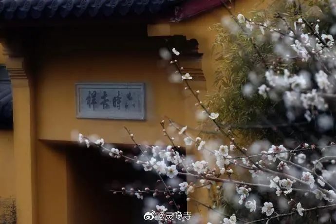 一到春天就美如画的古寺,花比香火旺,看完想出家-微信头条网 一到春天就美如画的古寺,花比香火旺,看完想出家