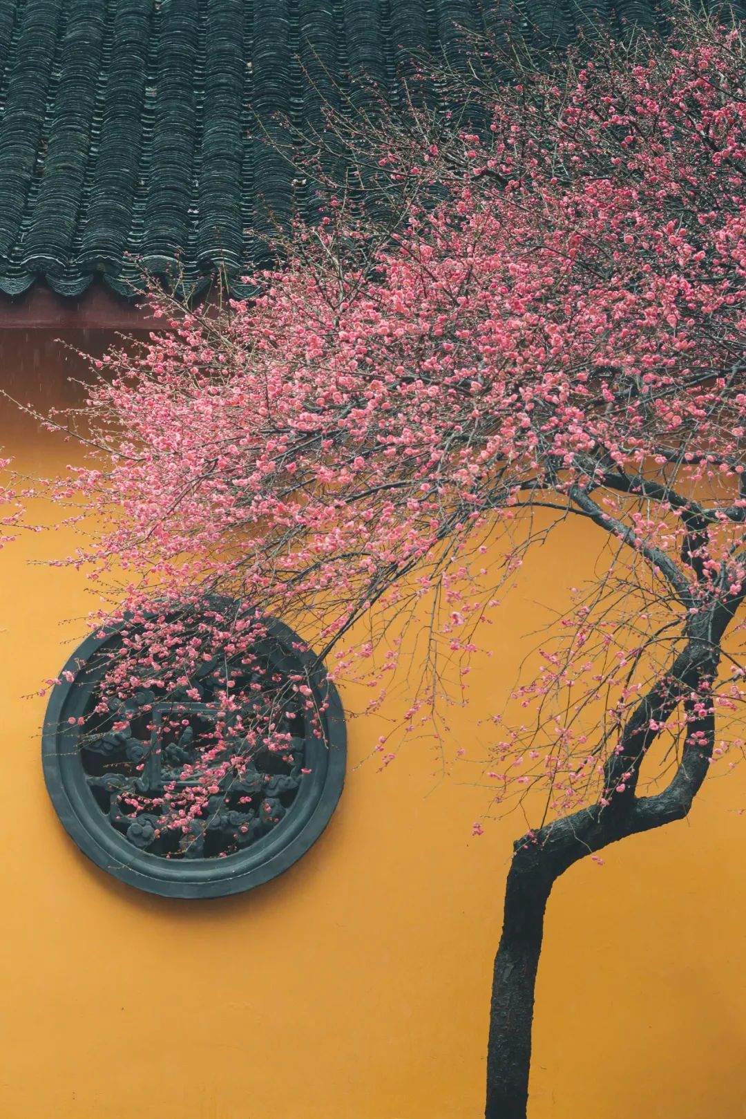 一到春天就美如画的古寺,花比香火旺,看完想出家-微信头条网 一到春天就美如画的古寺,花比香火旺,看完想出家