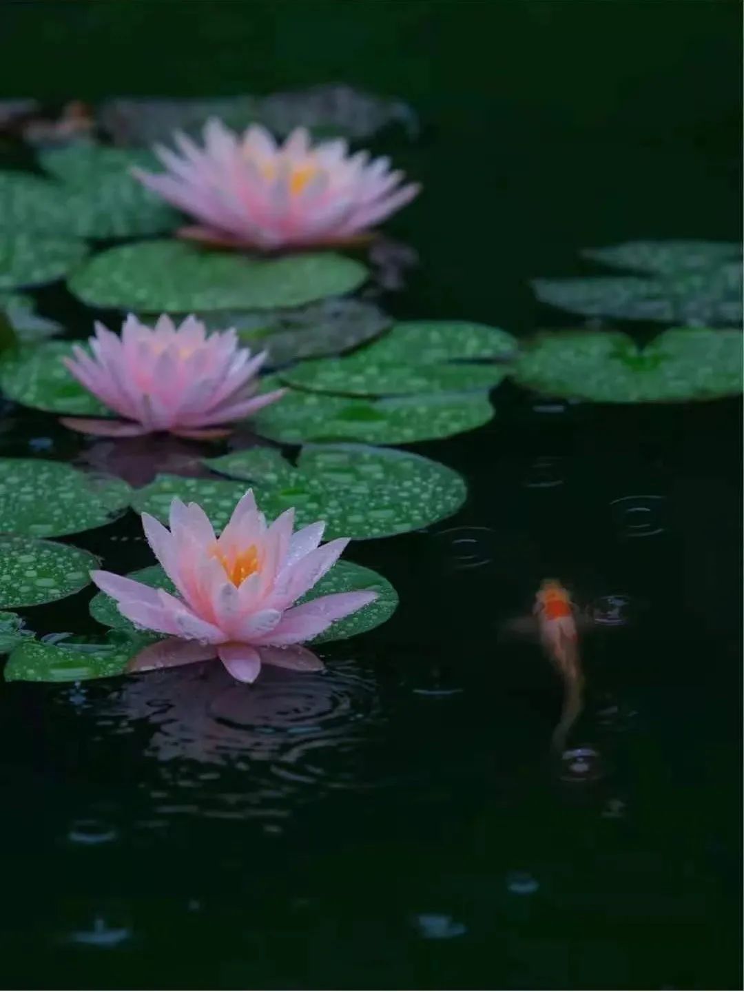 一到春天就美如画的古寺，花比香火旺，看完想出家