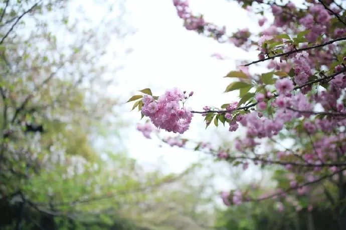 一到春天就美如画的古寺,花比香火旺,看完想出家-微信头条网 一到春天就美如画的古寺,花比香火旺,看完想出家
