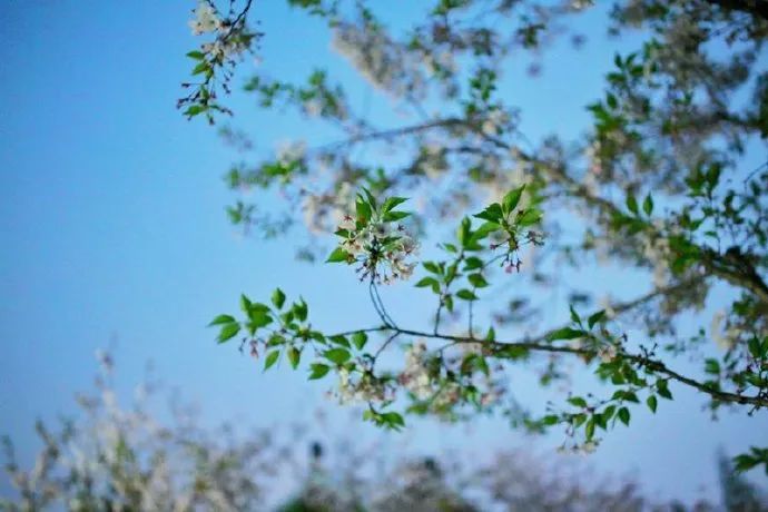 一到春天就美如画的古寺,花比香火旺,看完想出家-微信头条网 一到春天就美如画的古寺,花比香火旺,看完想出家
