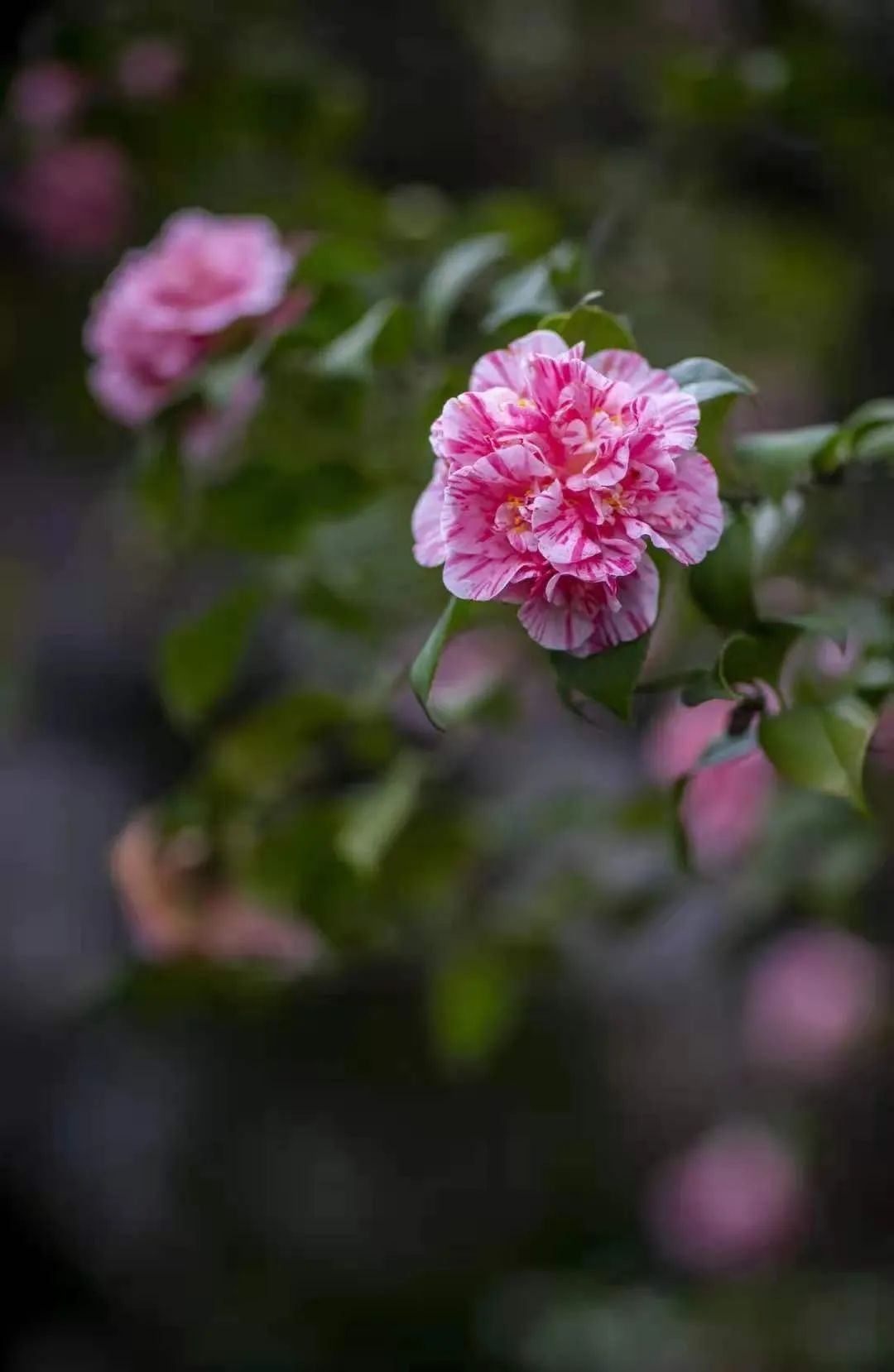 一到春天就美如画的古寺,花比香火旺,看完想出家-微信头条网 一到春天就美如画的古寺,花比香火旺,看完想出家