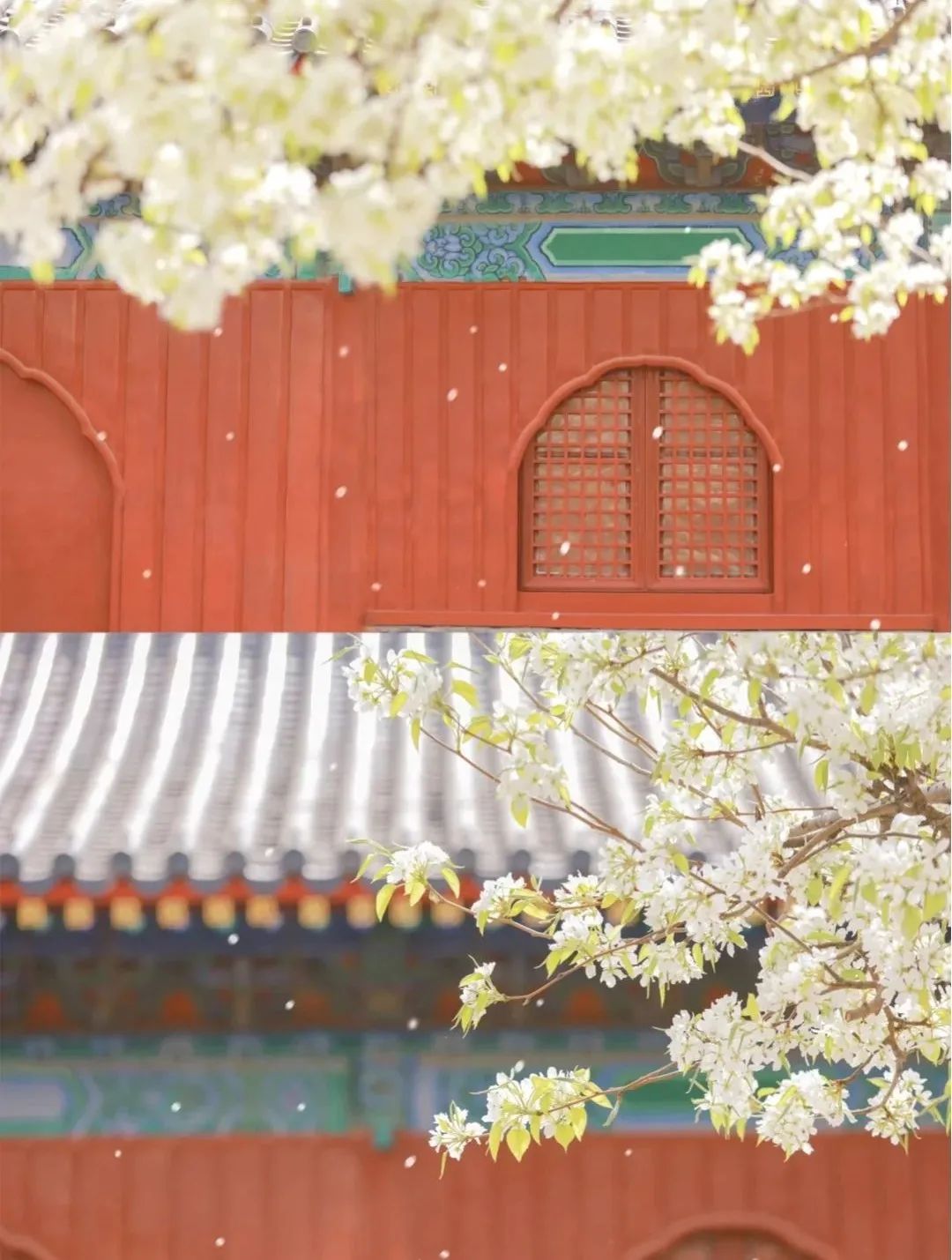 一到春天就美如画的古寺，花比香火旺，看完想出家