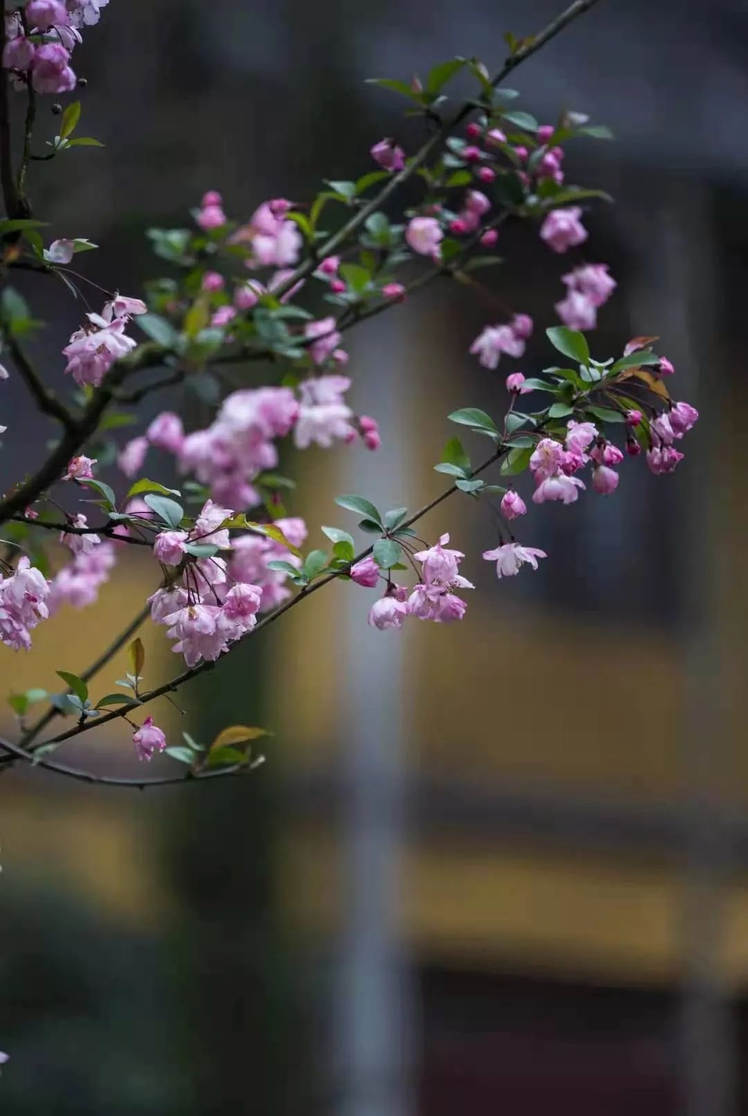一到春天就美如画的古寺,花比香火旺,看完想出家-微信头条网 一到春天就美如画的古寺,花比香火旺,看完想出家