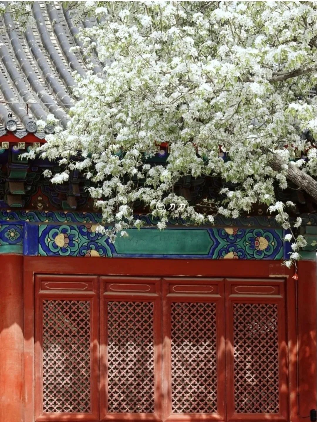 一到春天就美如画的古寺，花比香火旺，看完想出家