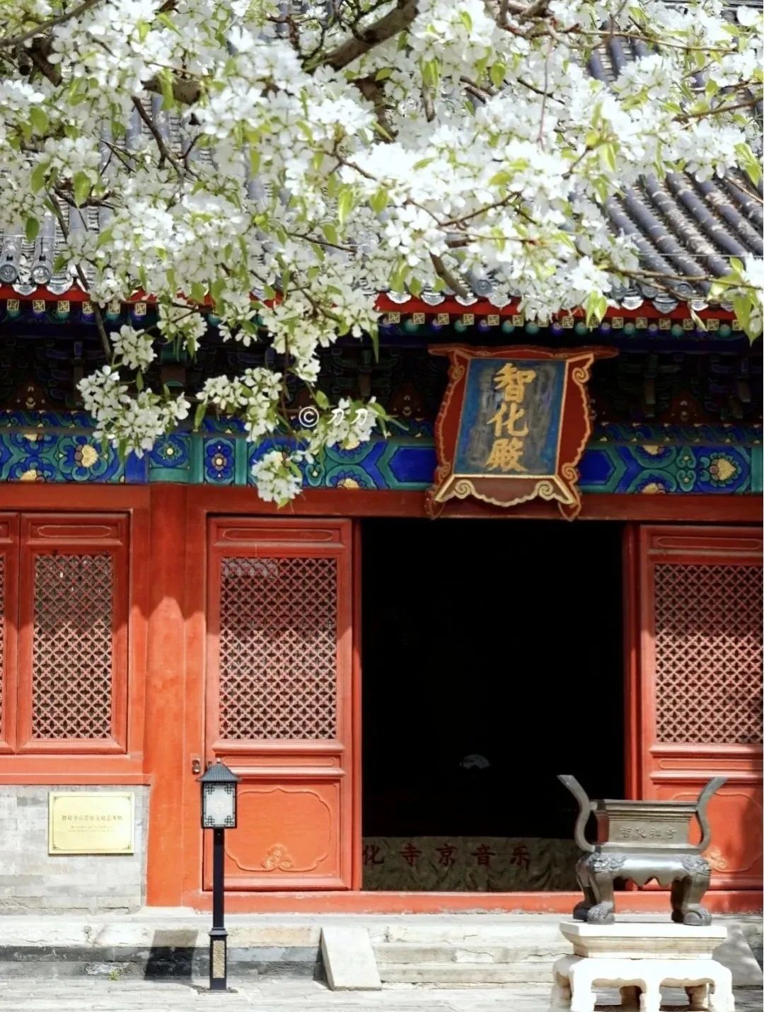 一到春天就美如画的古寺，花比香火旺，看完想出家