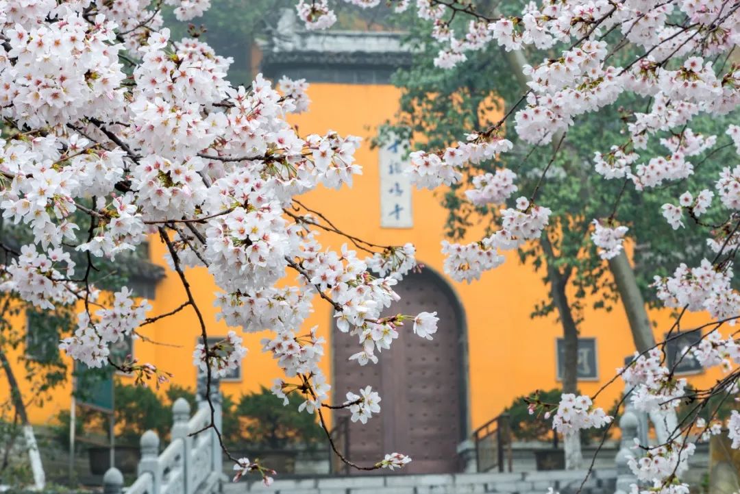 一到春天就美如画的古寺,花比香火旺,看完想出家-微信头条网 一到春天就美如画的古寺,花比香火旺,看完想出家
