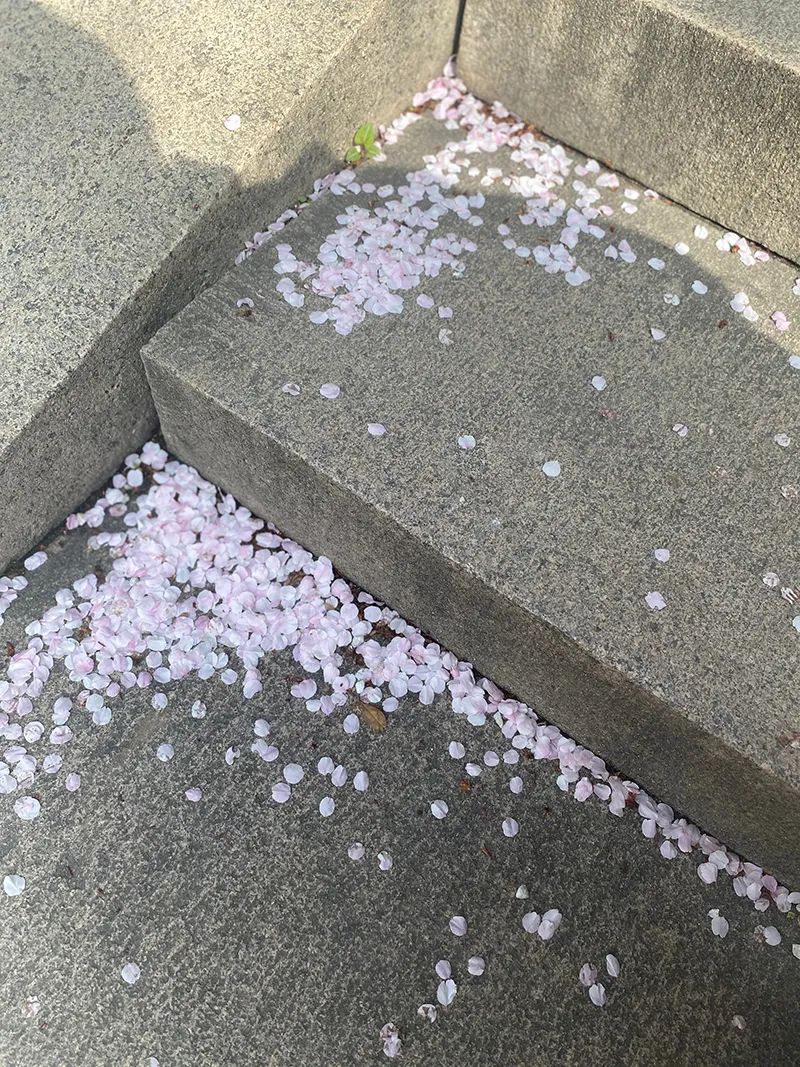 一到春天就美如画的古寺,花比香火旺,看完想出家-微信头条网 一到春天就美如画的古寺,花比香火旺,看完想出家