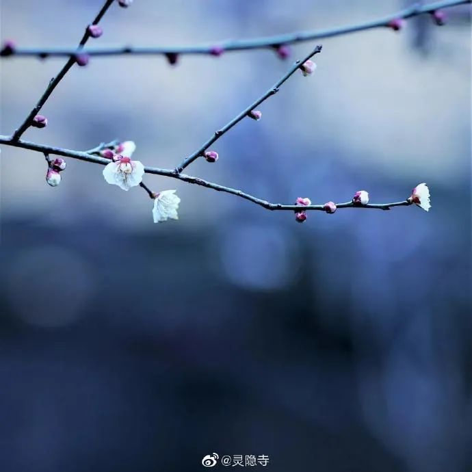 一到春天就美如画的古寺,花比香火旺,看完想出家-微信头条网 一到春天就美如画的古寺,花比香火旺,看完想出家