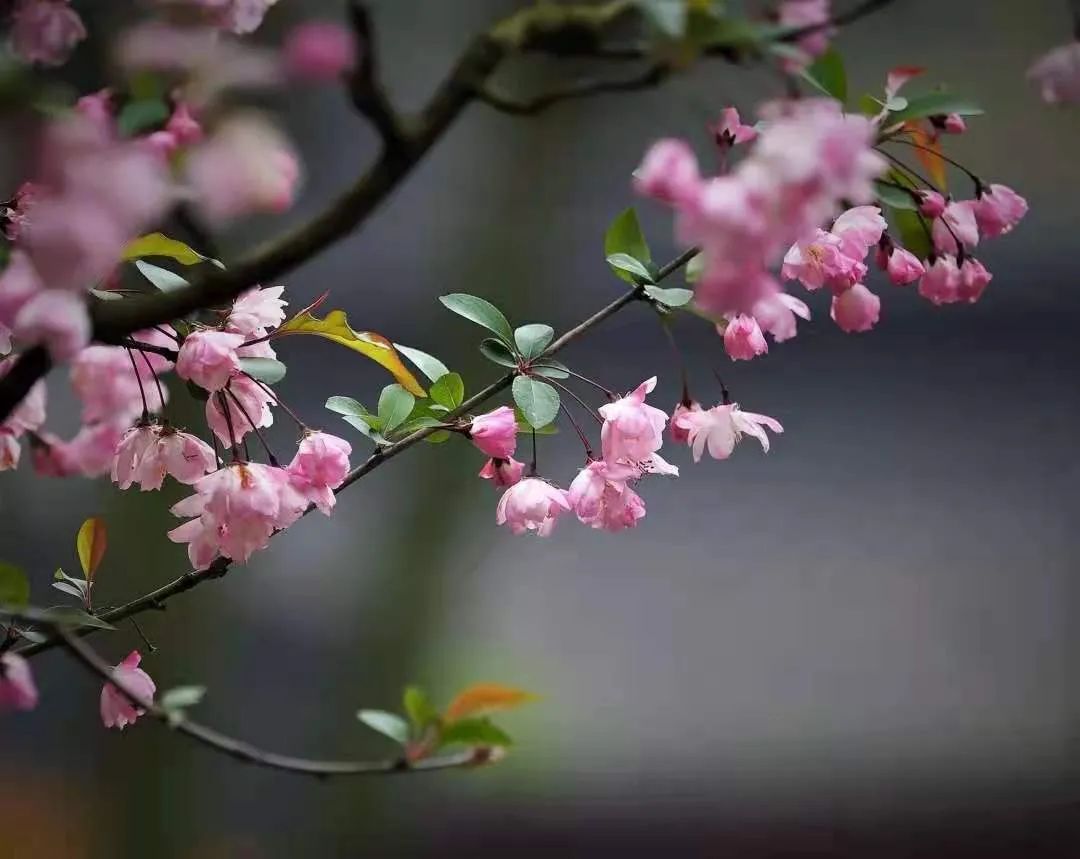 一到春天就美如画的古寺,花比香火旺,看完想出家-微信头条网 一到春天就美如画的古寺,花比香火旺,看完想出家