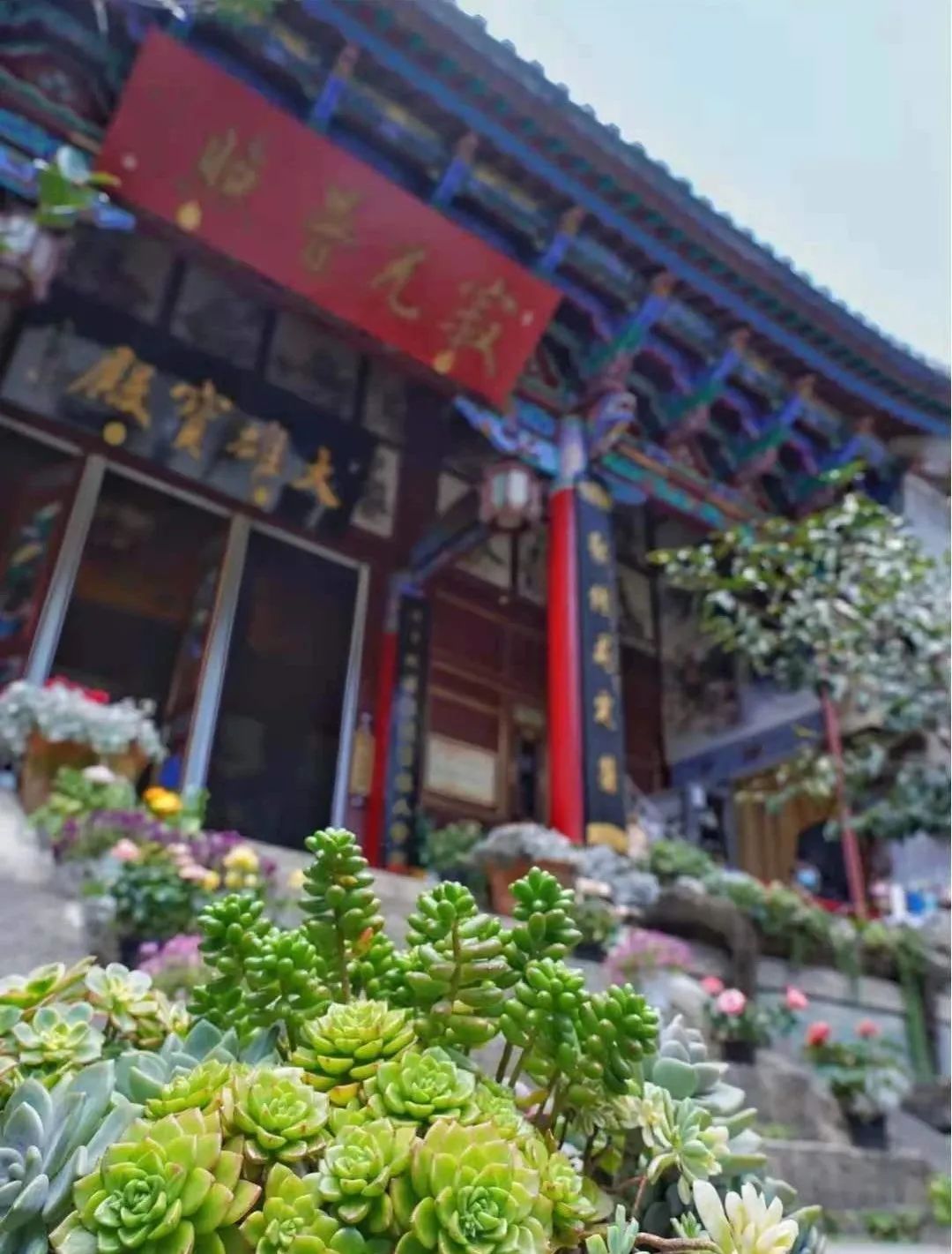 一到春天就美如画的古寺，花比香火旺，看完想出家