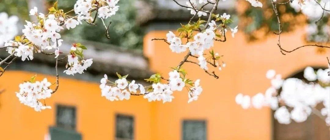 一到春天就美如画的古寺，花比香火旺，看完想出家