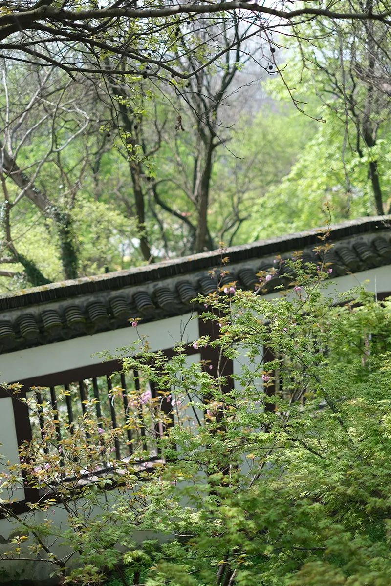 一到春天就美如画的古寺,花比香火旺,看完想出家-微信头条网 一到春天就美如画的古寺,花比香火旺,看完想出家