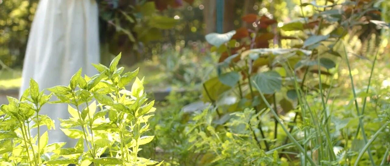她用满院子的花草蔬果，做出了一道道温暖料理，治愈无数人