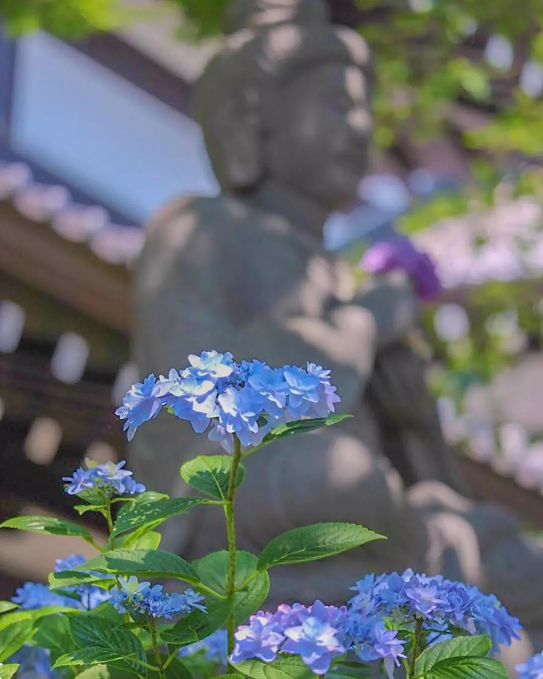 最高のコレクション紫陽花秋冬 誕生日ライン友達