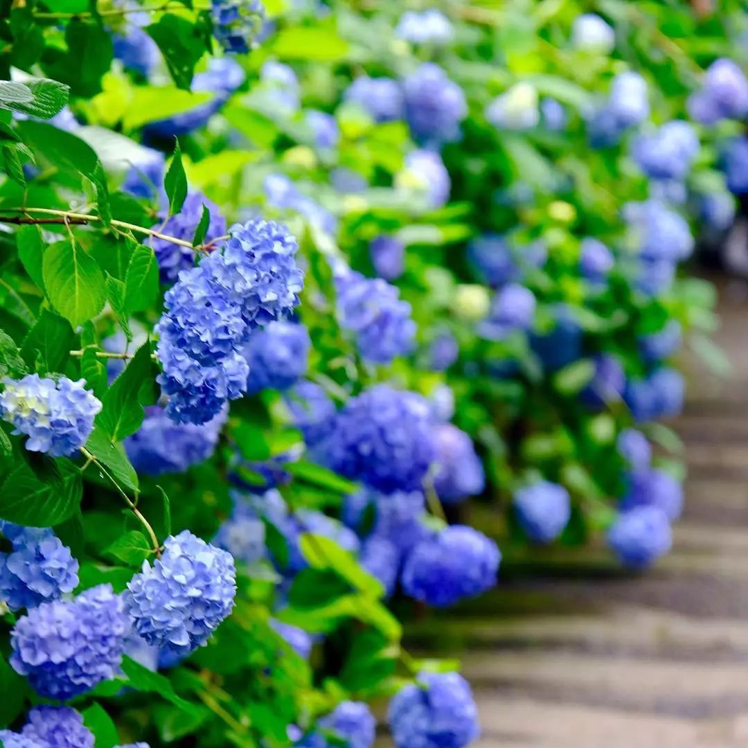 最高のコレクション紫陽花秋冬 誕生日ライン友達