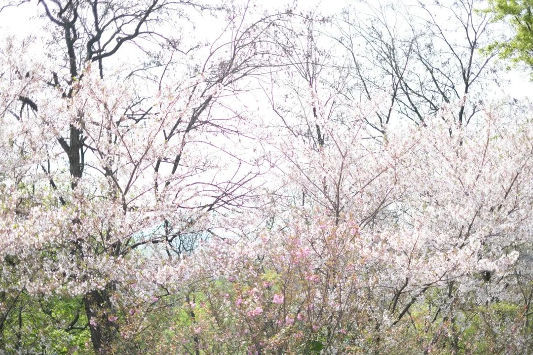 一到春天就美如画的古寺,花比香火旺,看完想出家-微信头条网 一到春天就美如画的古寺,花比香火旺,看完想出家