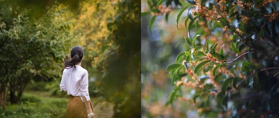 桂花小姐你什么时候来呀？我等不及去赏秋了！