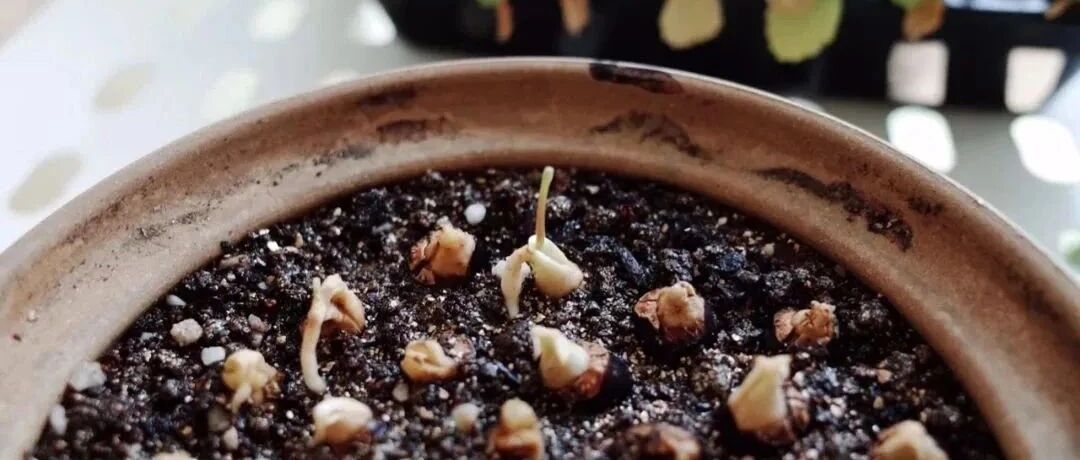 这些水果吃完核别扔，种出来的果树比网红绿植还好看