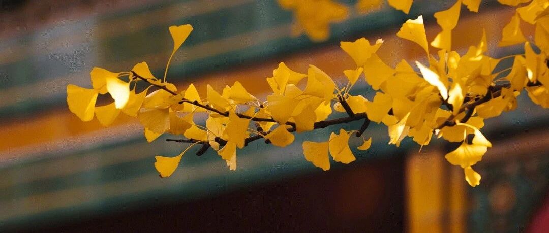 美了4000年还没看够！中国最灿烂的银杏不在远方……