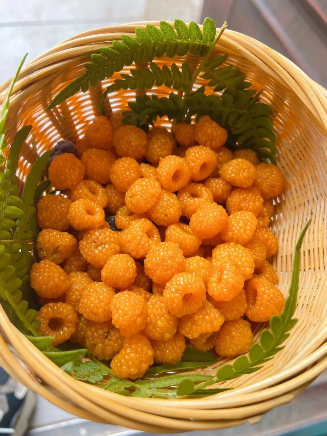 又是一年野果季快提上篮子进山吧这些柔软甜美的果子可不等人