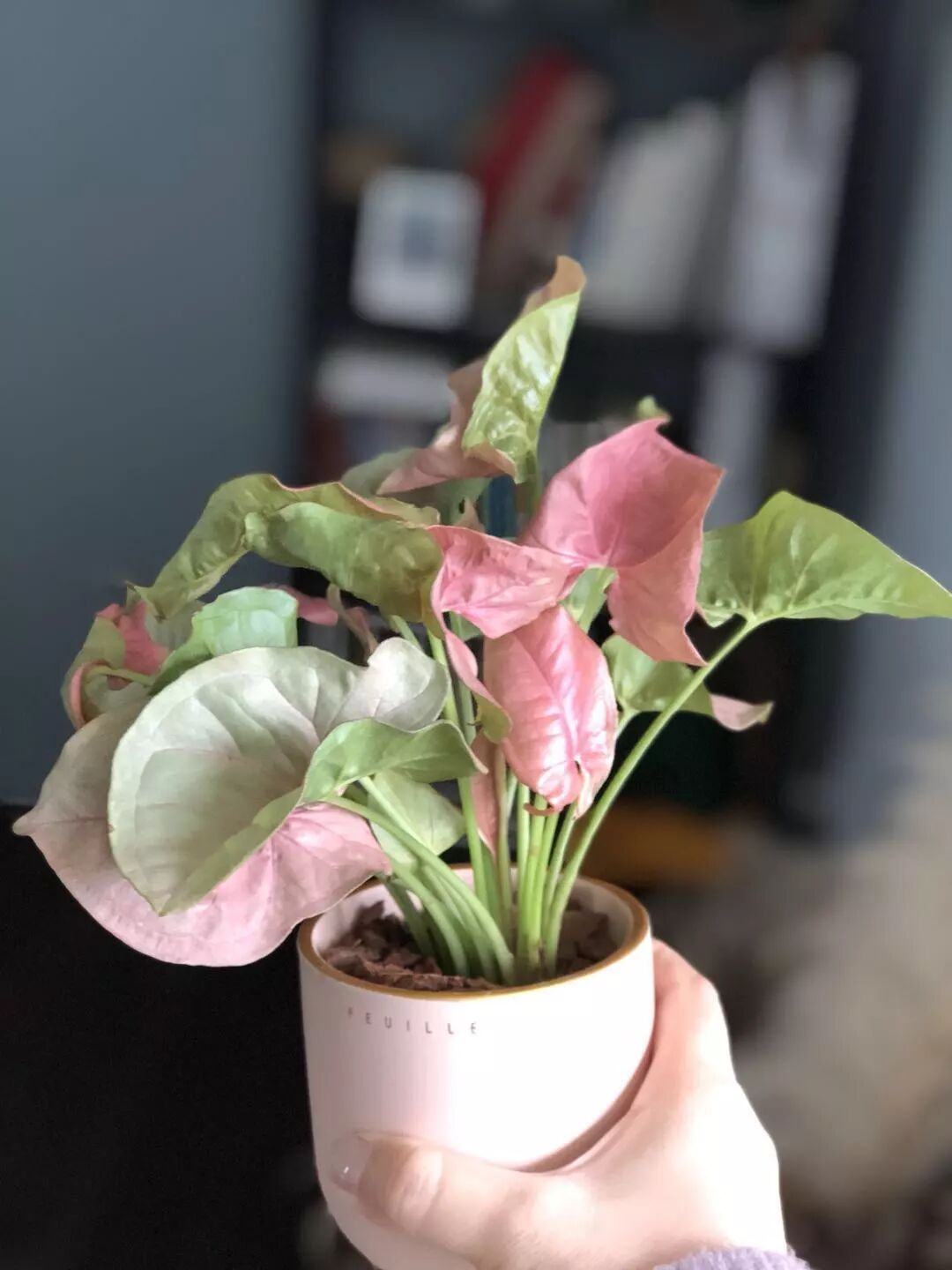 今年圣诞流行少女心爆棚的粉色植物！