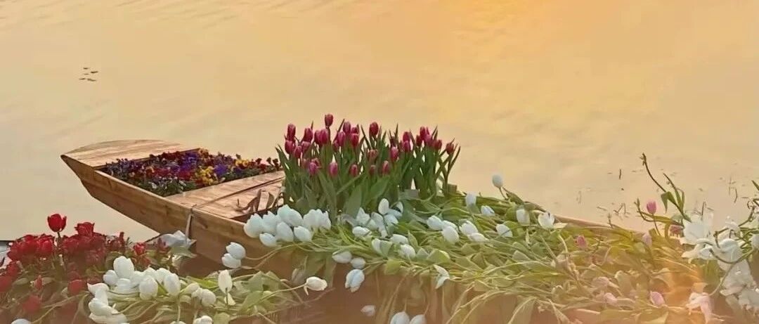 100+郁金香花海的浪漫，谁能顶得住？别无所求，只想被花香裹挟
