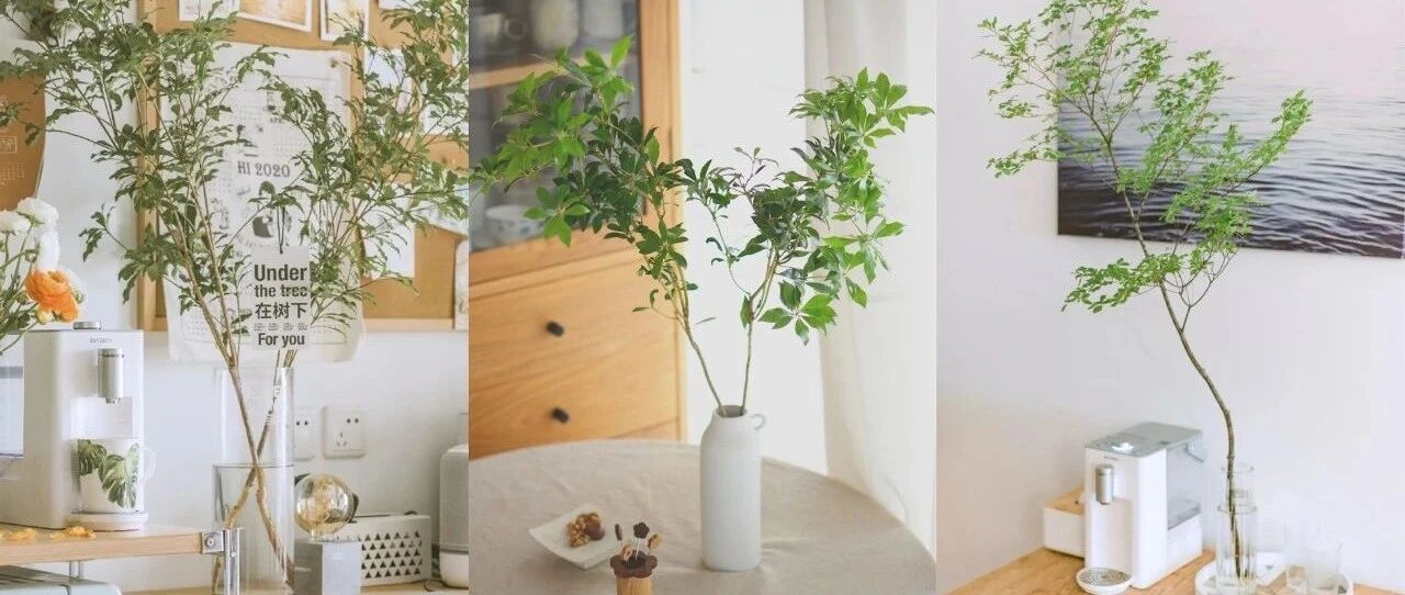 这些绿植堪称“客厅小森林”：高颜值，超耐活，看一眼就清凉