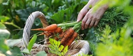 没院子没地，靠阳台种出一家人蔬菜！这几个土办法学起来