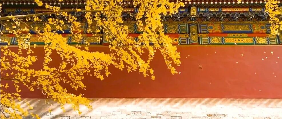 秋天落下的叶子，你能认出几种？秋叶鉴赏地图来了