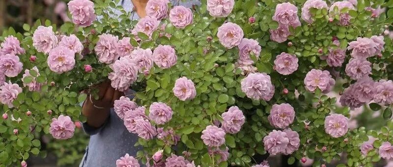 10家美丽好逛的植物店，我双11的预算都给它们！