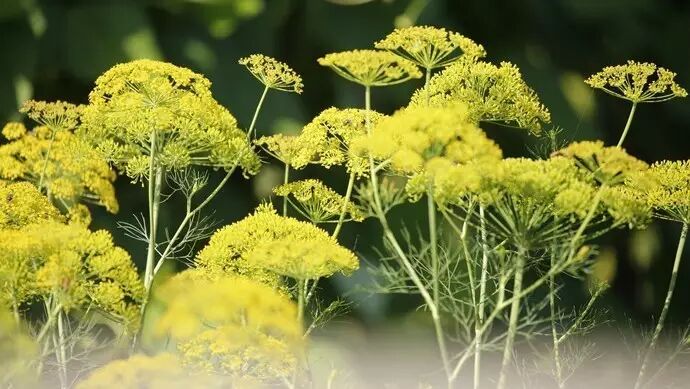 經常被忽視的菜花 拼成花海美炸了 芍藥姑娘 微文庫