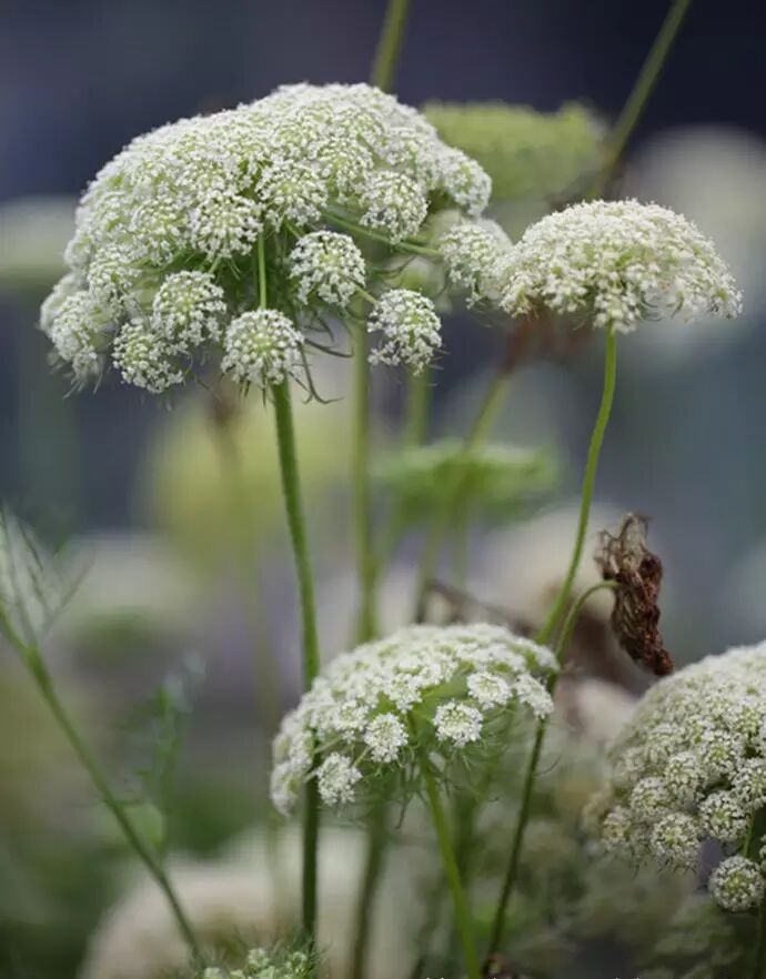 經常被忽視的菜花 拼成花海美炸了 芍藥姑娘 微文庫