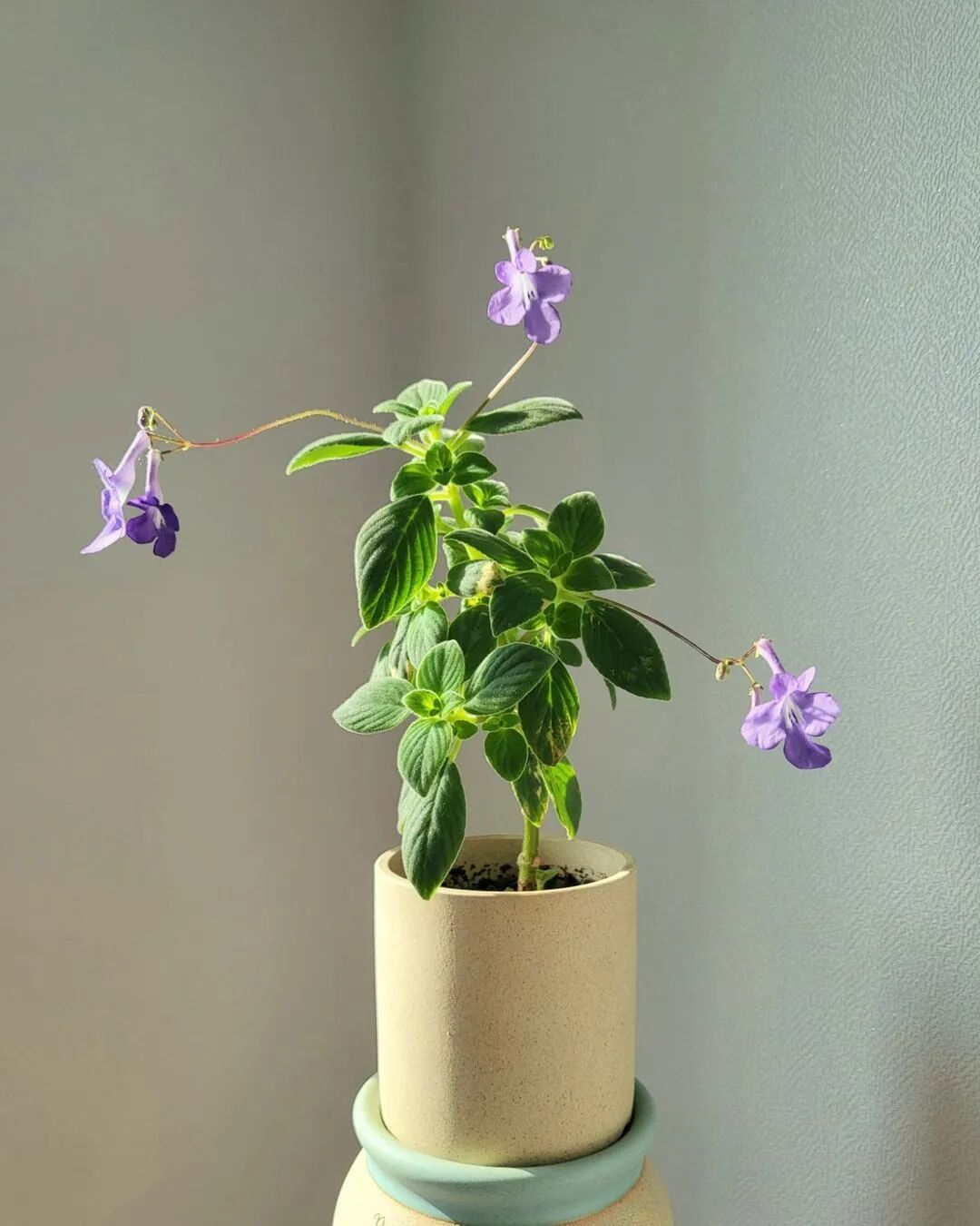 一波蓝紫色植物清单