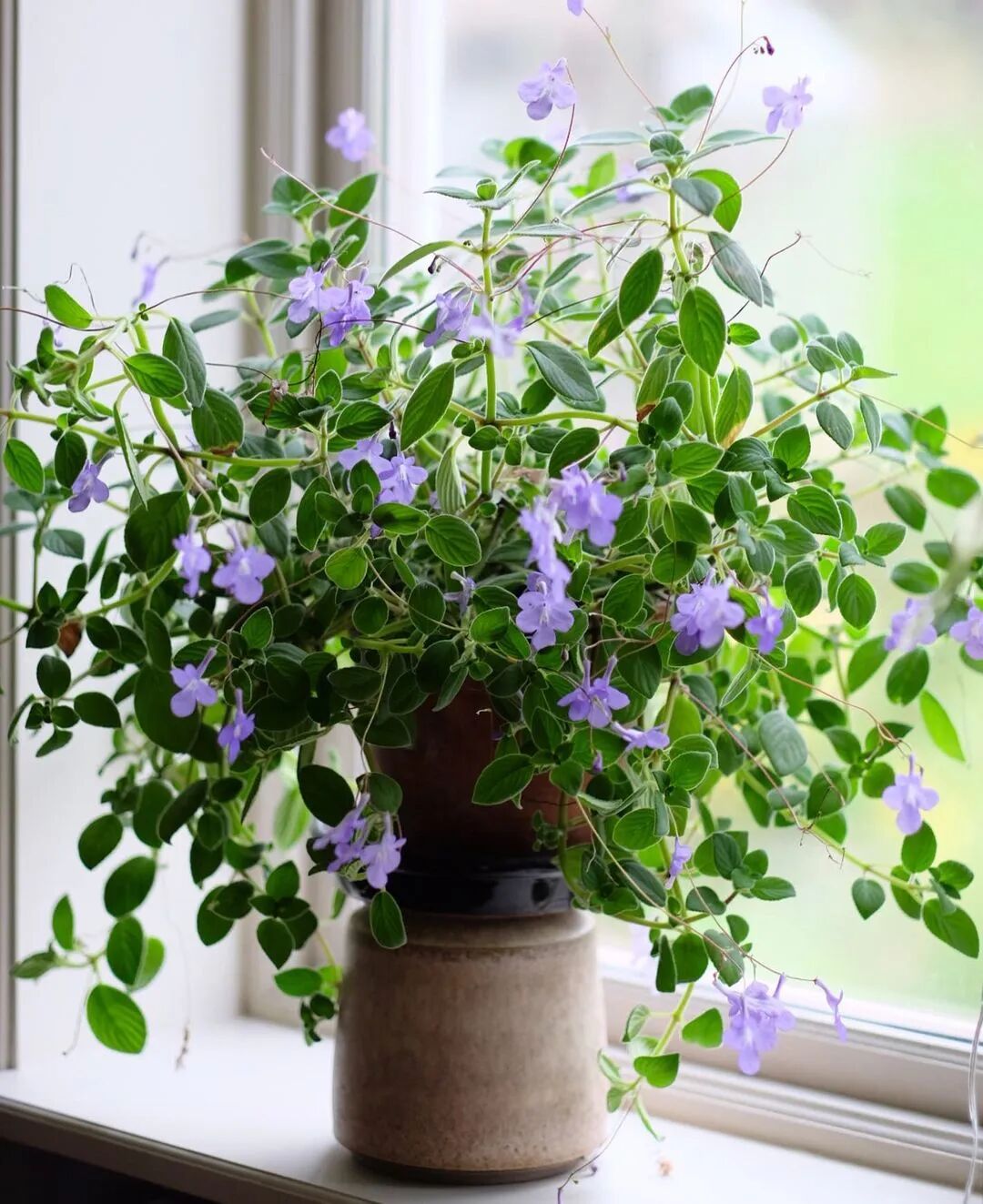 艺术与设计 一波蓝紫色植物清单