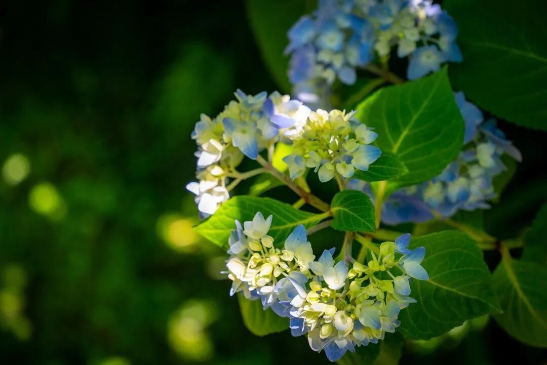 艺术与设计 一波蓝紫色植物清单