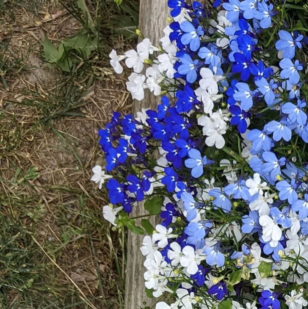 一波蓝紫色植物清单