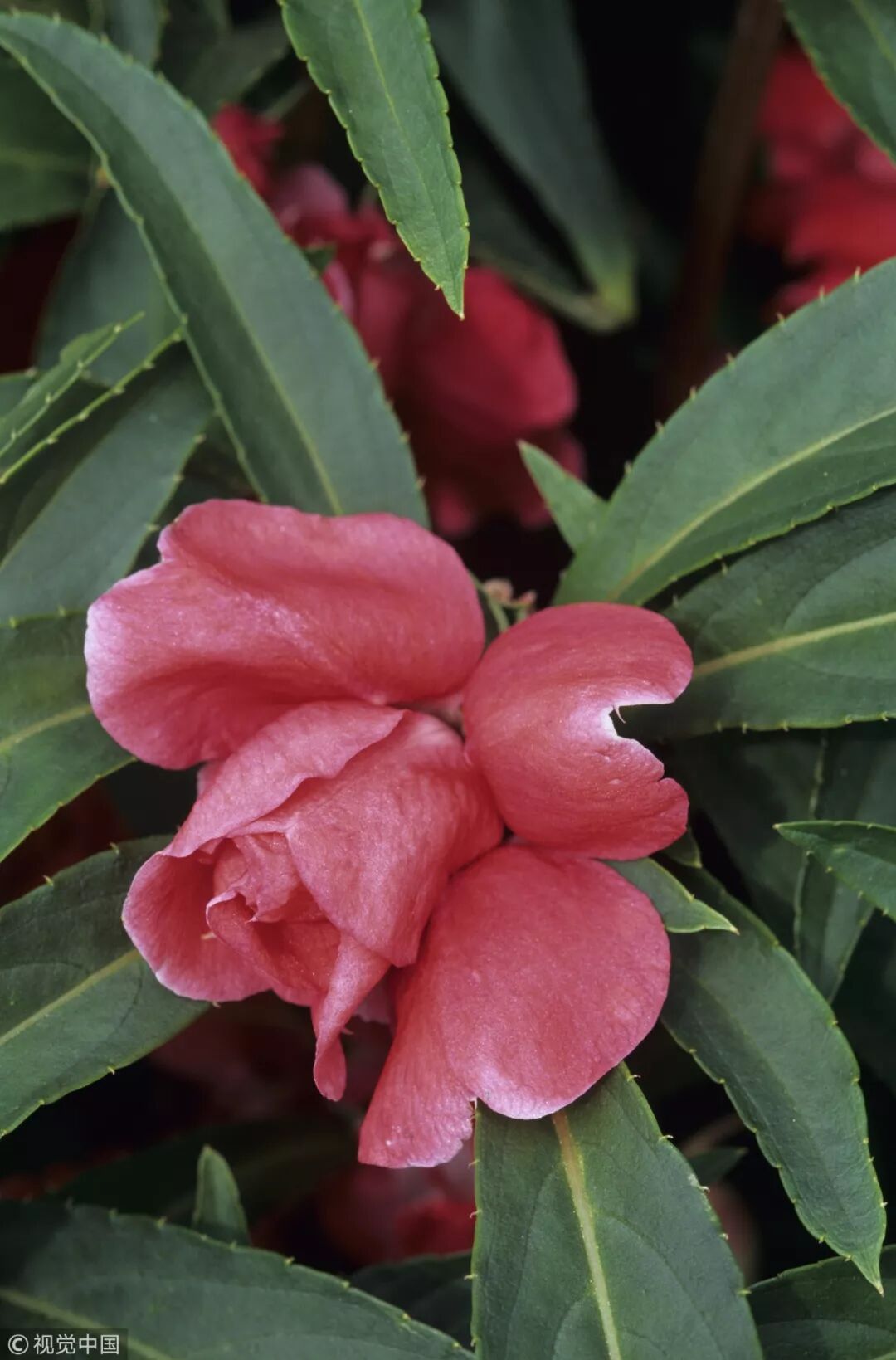 我們花500塊做精緻美甲 卻開始懷念用它染指甲的時光 芍藥姑娘 微文庫