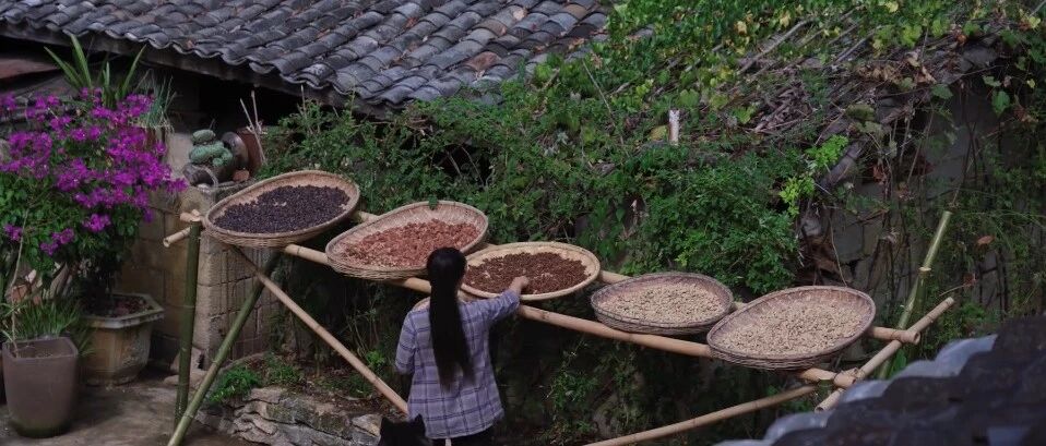 云南美食博主的精髓，都藏在这4种山间野味里...上头！