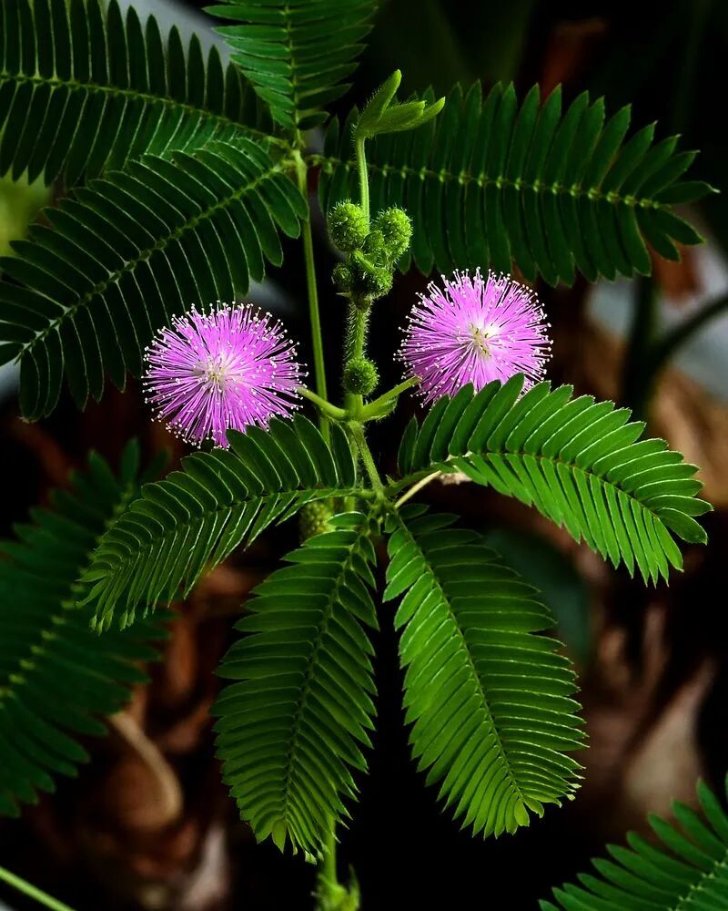 含羞草有情感的植物