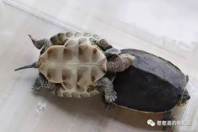 花龟是什么龟？花龟是什么品种