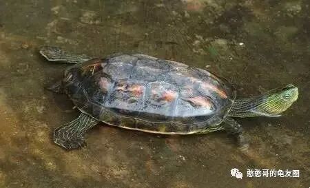 花龟是什么龟？花龟是什么品种